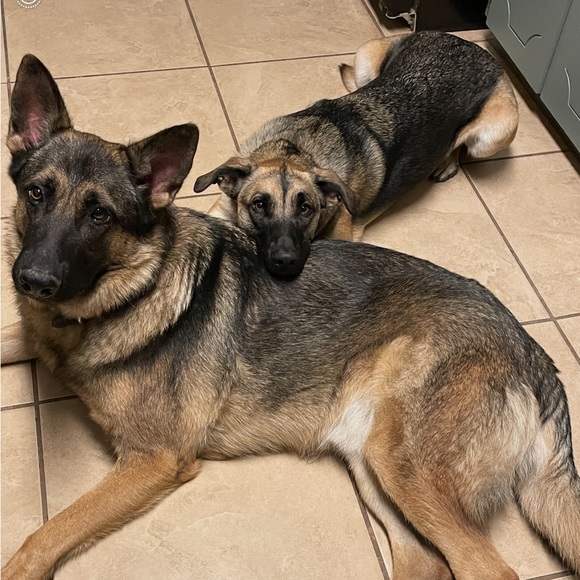 Meet your Posher, Kelley - Picture 4 of 5